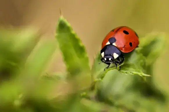 ladybug backdrop picture closeup blurred