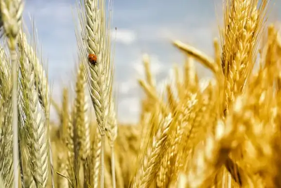 ladybug grain field backdrop blurred closeup