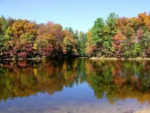 lake and trees