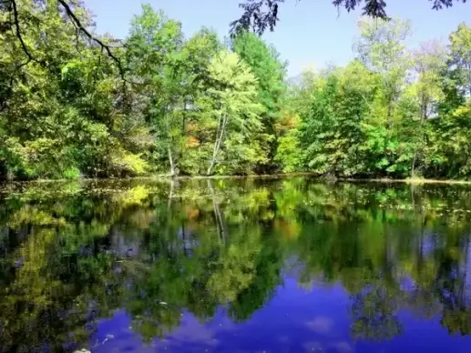 lake and trees