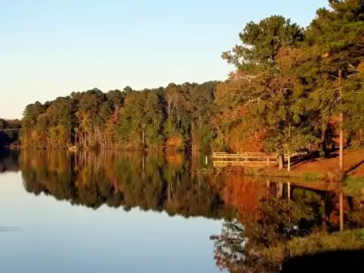 lake water tree