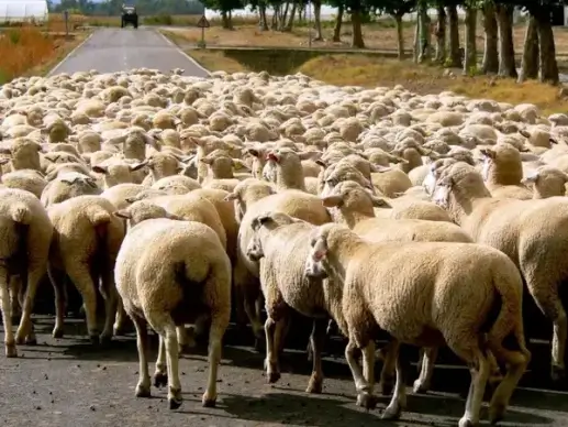 lambs