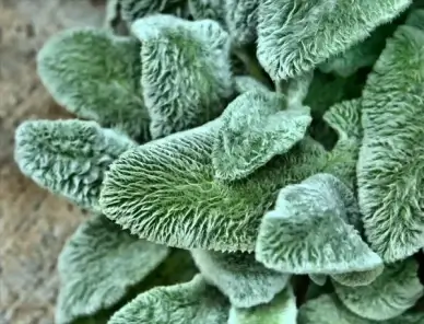 lambs ear texture fuzzy