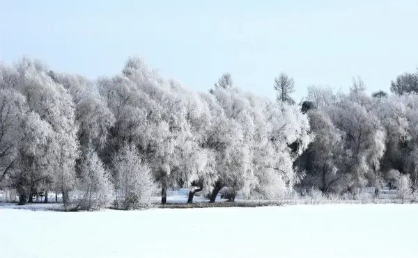 landscape forest trees