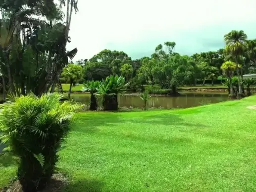 landscape grass trees