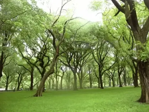 landscape park trees