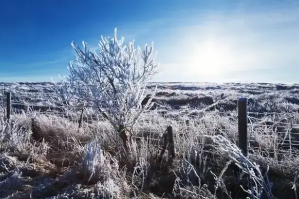 landscape with hoar frost