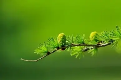 larch branch tree