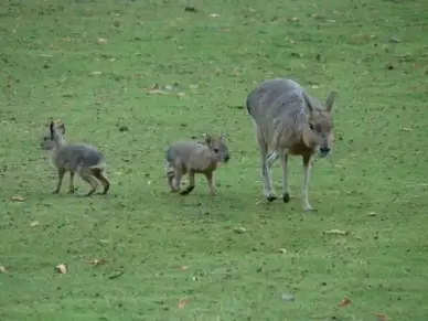 large mara rabbit small animals