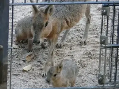 large mara rabbit small animals