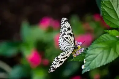 large tree nymph