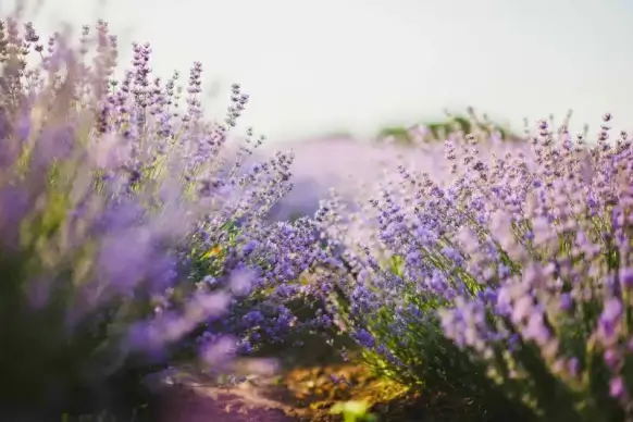 lavender blooming scenery picture elegant bright 