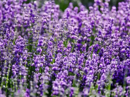 lavender field scenery picture elegant blooming 