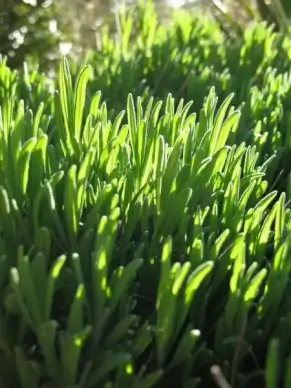 lavender leaves