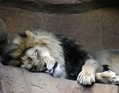 lazy lion