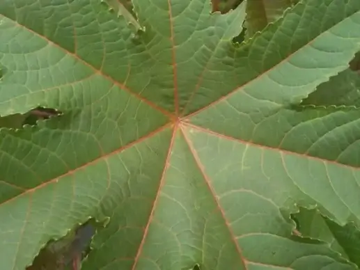 leaf