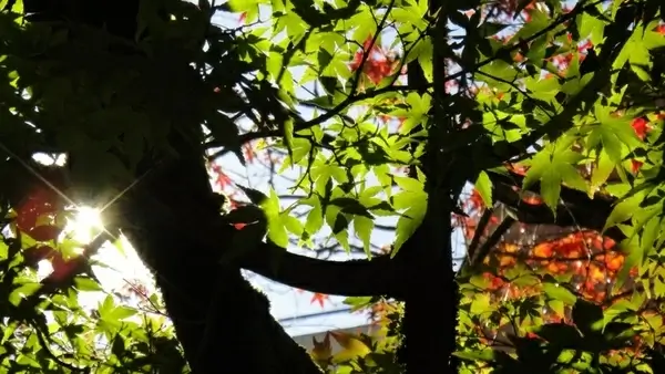 leaf