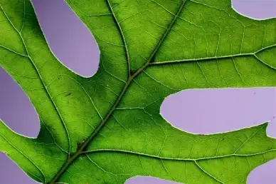 leaf