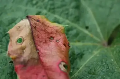 leaf