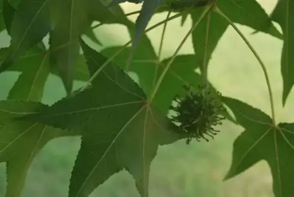 leaf and seed