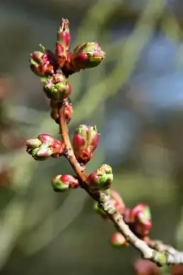 leaf buds