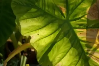 leaf green bright