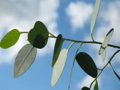 leaf leaves branch