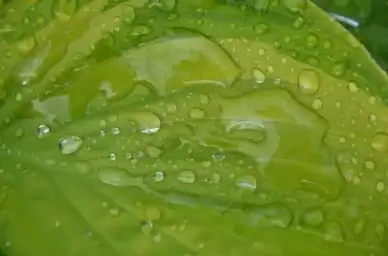 leaf nature green