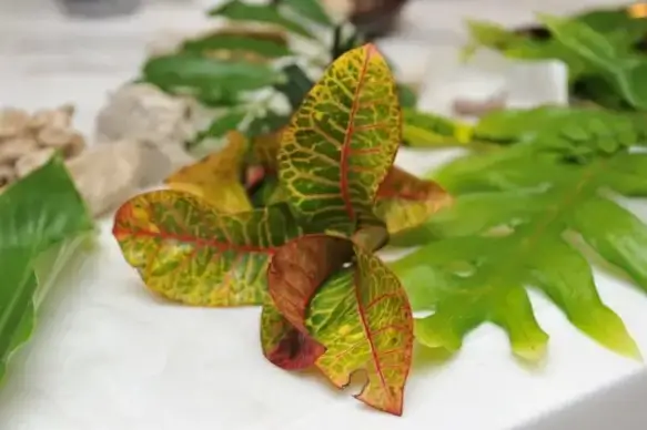 leafs 2