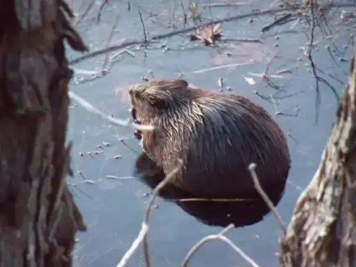 leave it to beaver