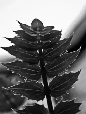 leaves