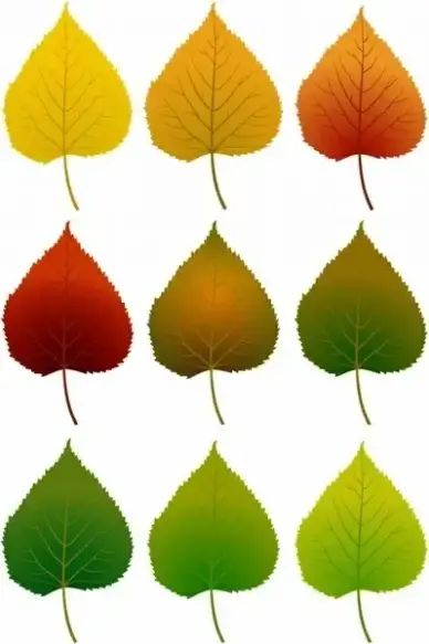 leaves