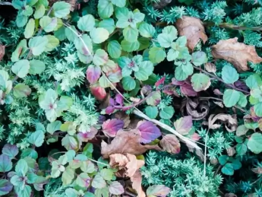 leaves and clovers