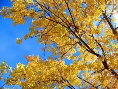 leaves autumn yellow