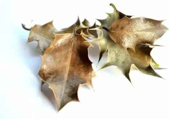 leaves background