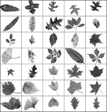 leaves brush