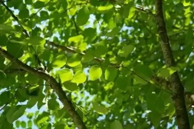leaves green japanese kuchenbaum