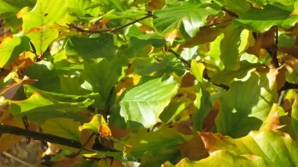 leaves light green light