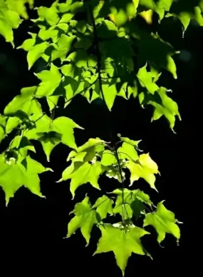 leaves on dark background