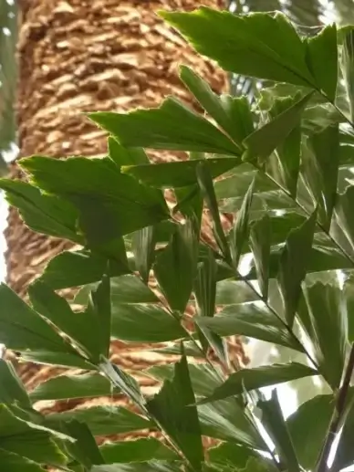 leaves palm frayed