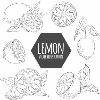 lemon design elements handdrawn sketch