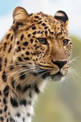 leopard039s head