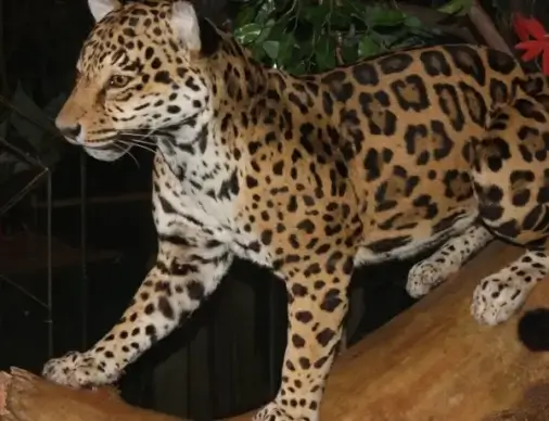 leopard