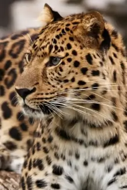 leopard on alert