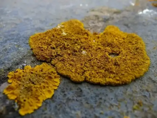 lichen growing on a wall