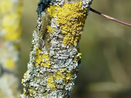 lichen ordinary gelbflechte road