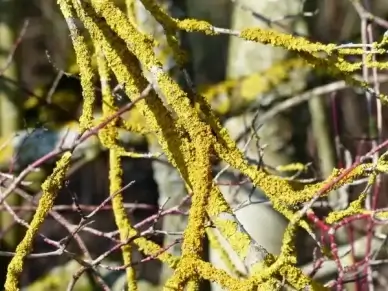 lichen ordinary gelbflechte road