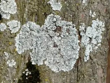 lichen schuesselflechte leaf braid
