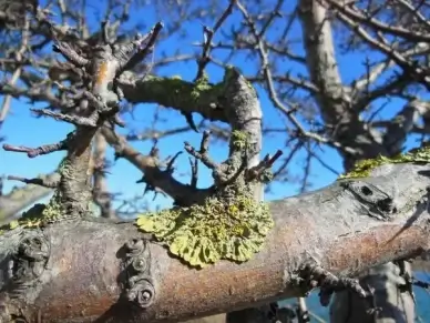 lichens lichen lichen on branches