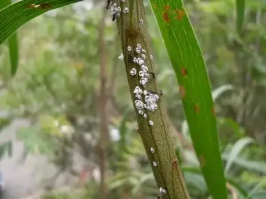 life on the wattle